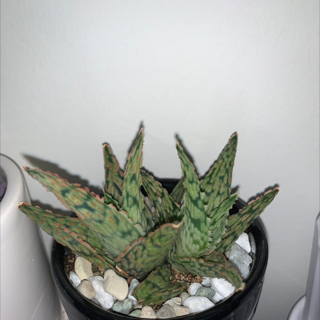 Broad-Leaved Aloe plant in a pot with decorative stones, appears healthy.