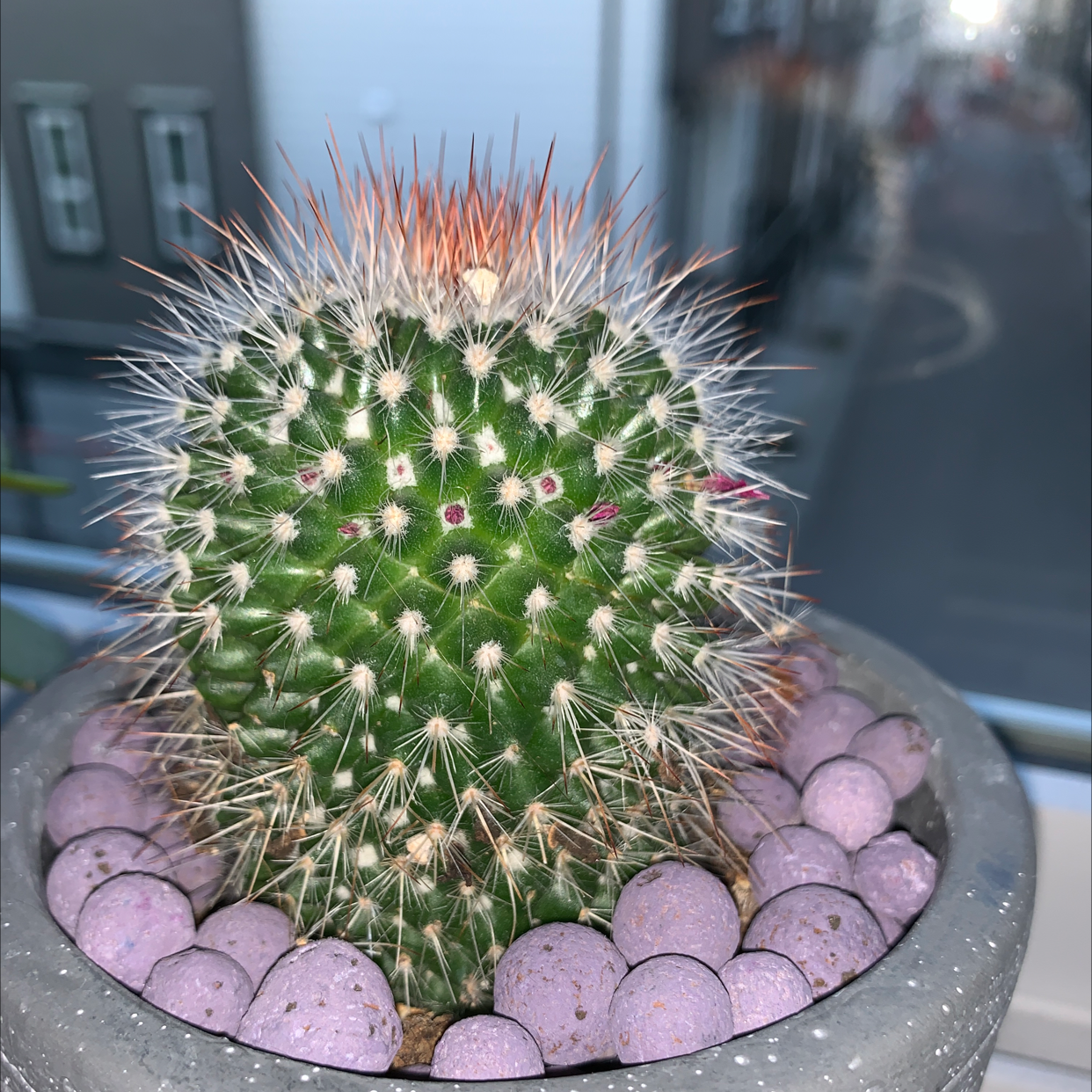 Mexican Pincushion cactus in a pot with decorative stones, appears healthy.