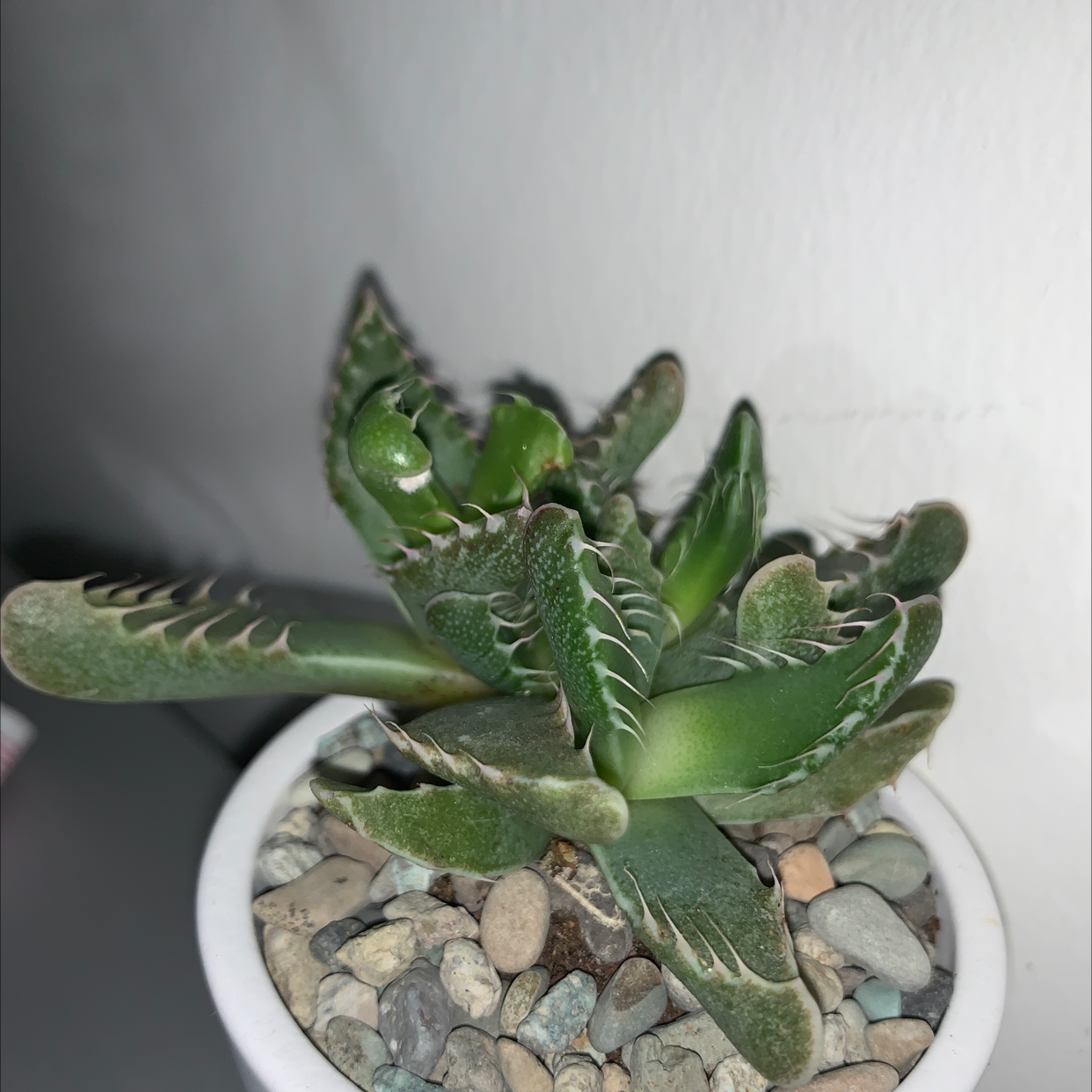 Tiger's Jaw plant in a white pot with pebbles, showing healthy green leaves with jagged edges.