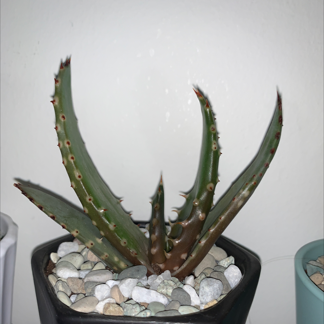 Cape Aloe plant in a pot with pebbles, appearing healthy with green leaves.