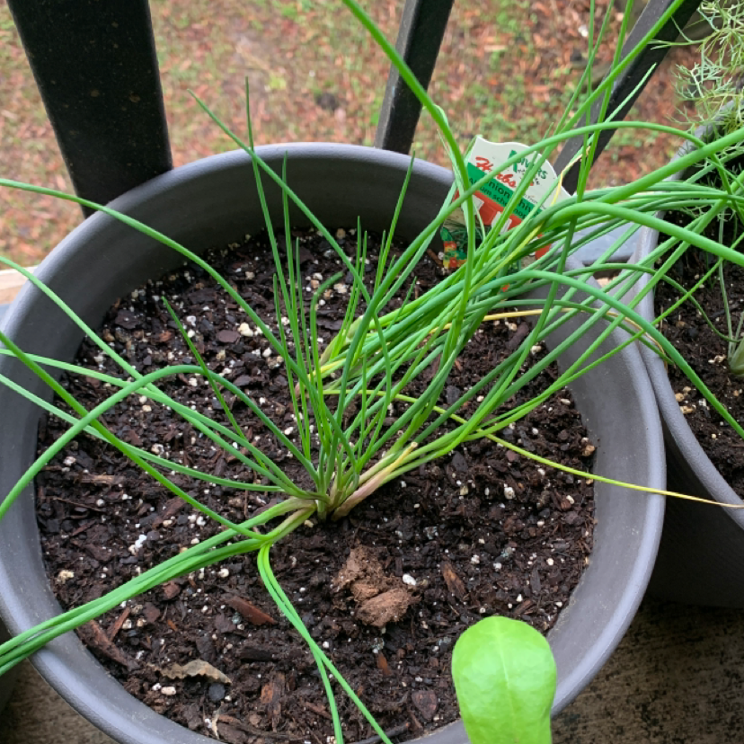 Potted Wild Chives plant with green slender leaves and minor yellowing at the base.