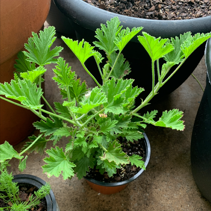 Sweet Scented Geranium plant in a small pot with vibrant green leaves.