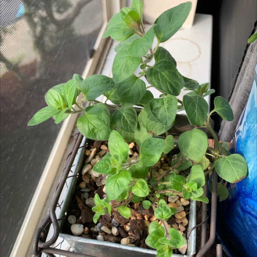 A thriving oregano plant with dense, dark green foliage growing in a square container filled with soil.