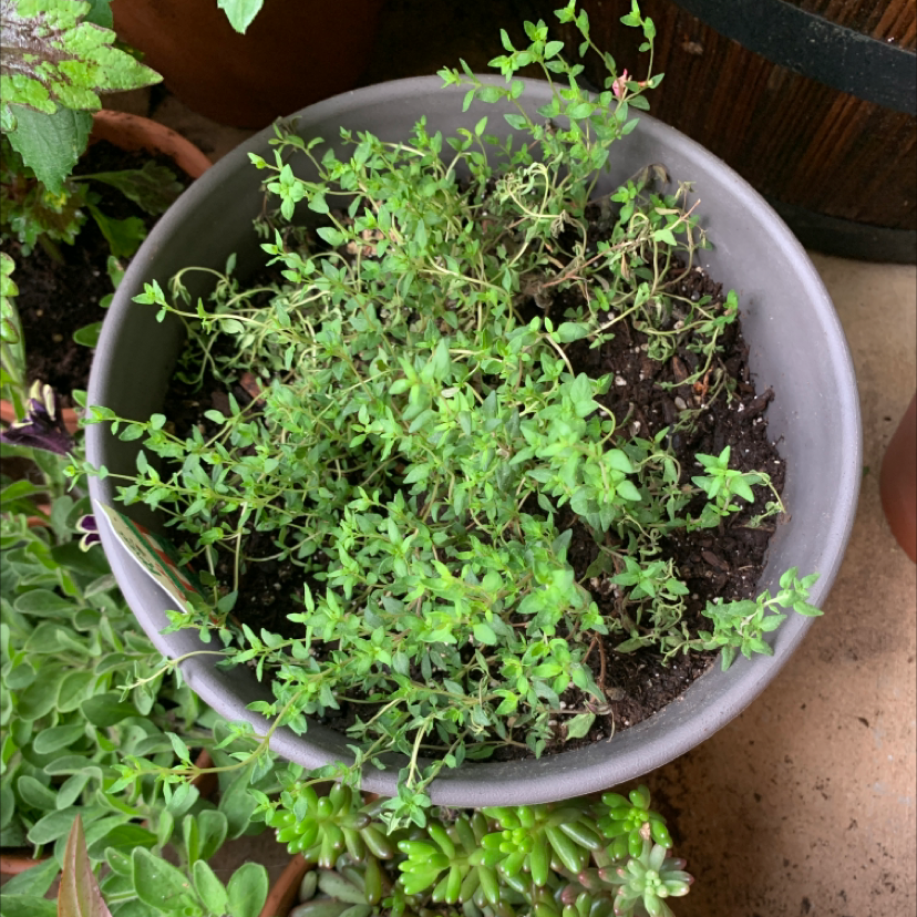 Why Are My Common Thyme Leaves Curling?