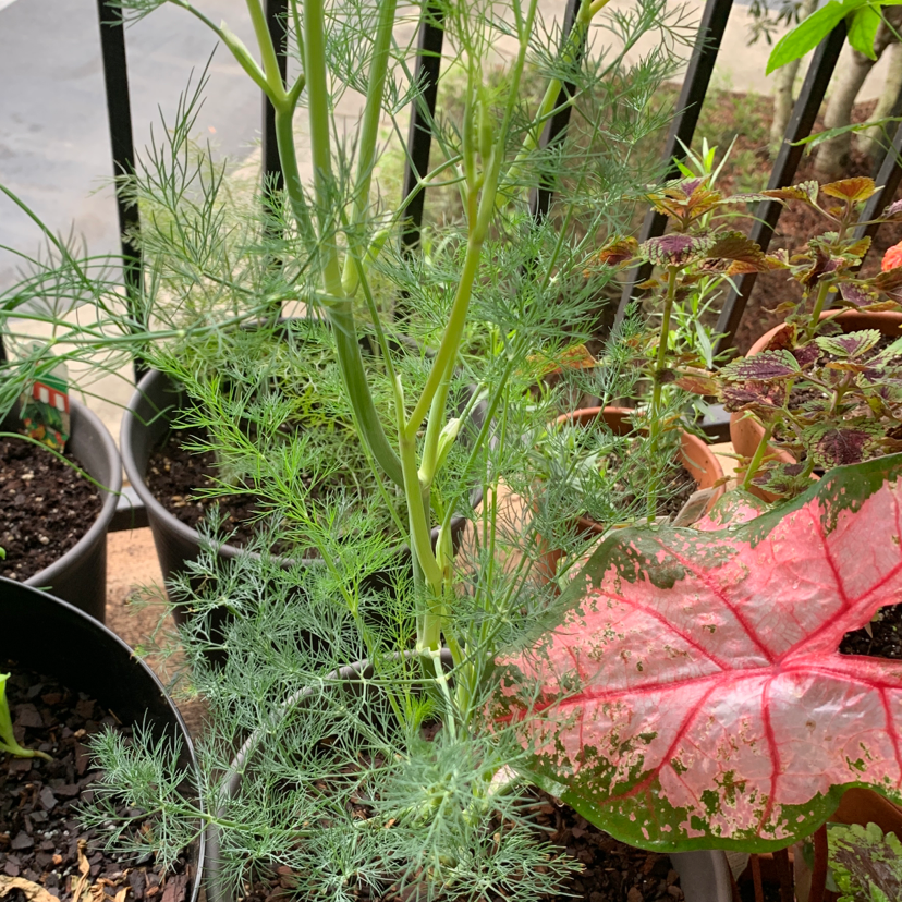 Dill plant with feathery green leaves in a pot, other plants in background.