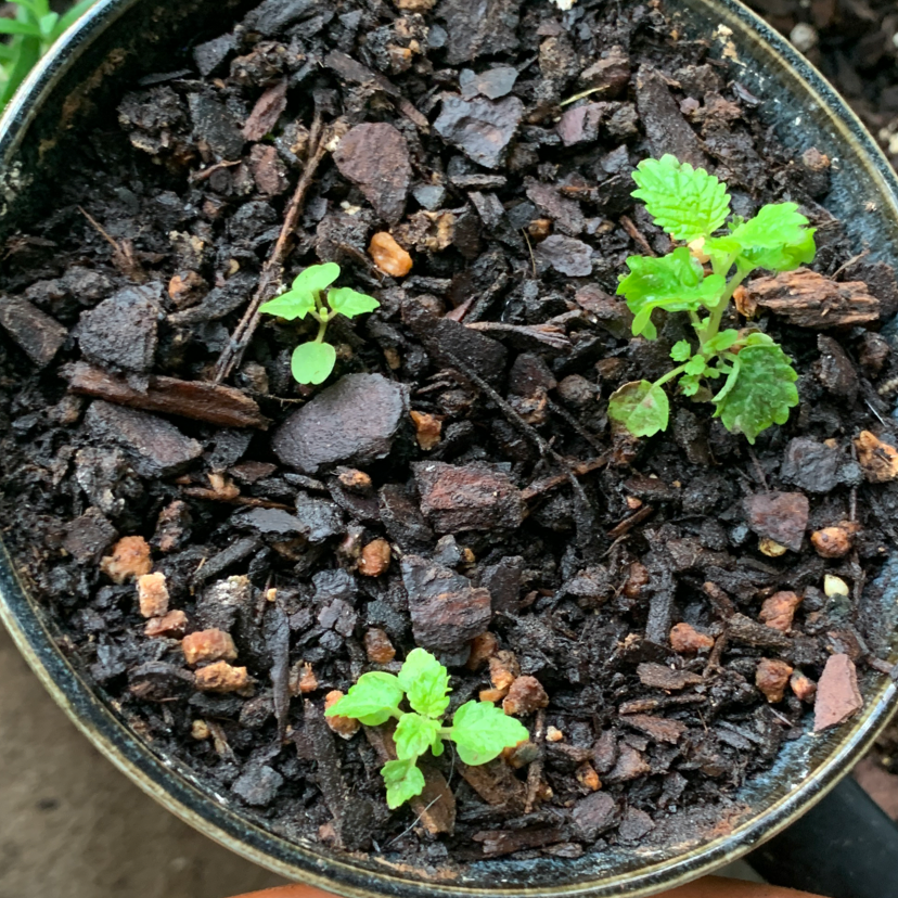 Potted Lemon Balm seedlings in dark, moist soil, appearing healthy and vibrant.