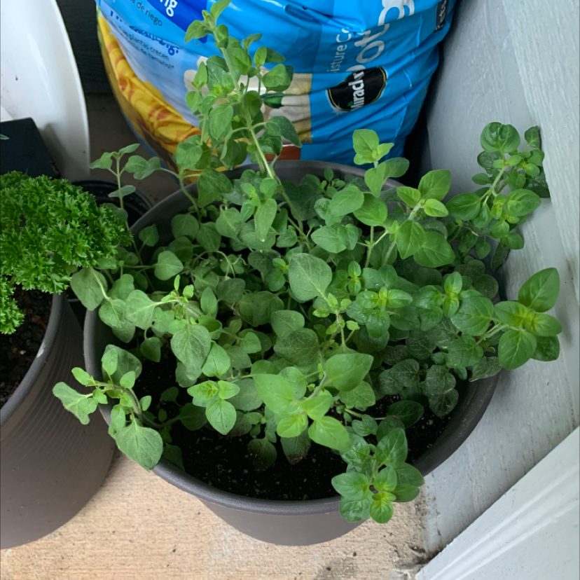 Common Oregano Problems