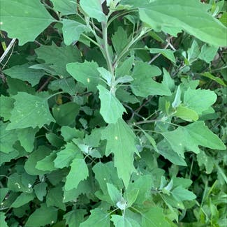 Lateflowering Goosefoot plant in Indianapolis, Indiana