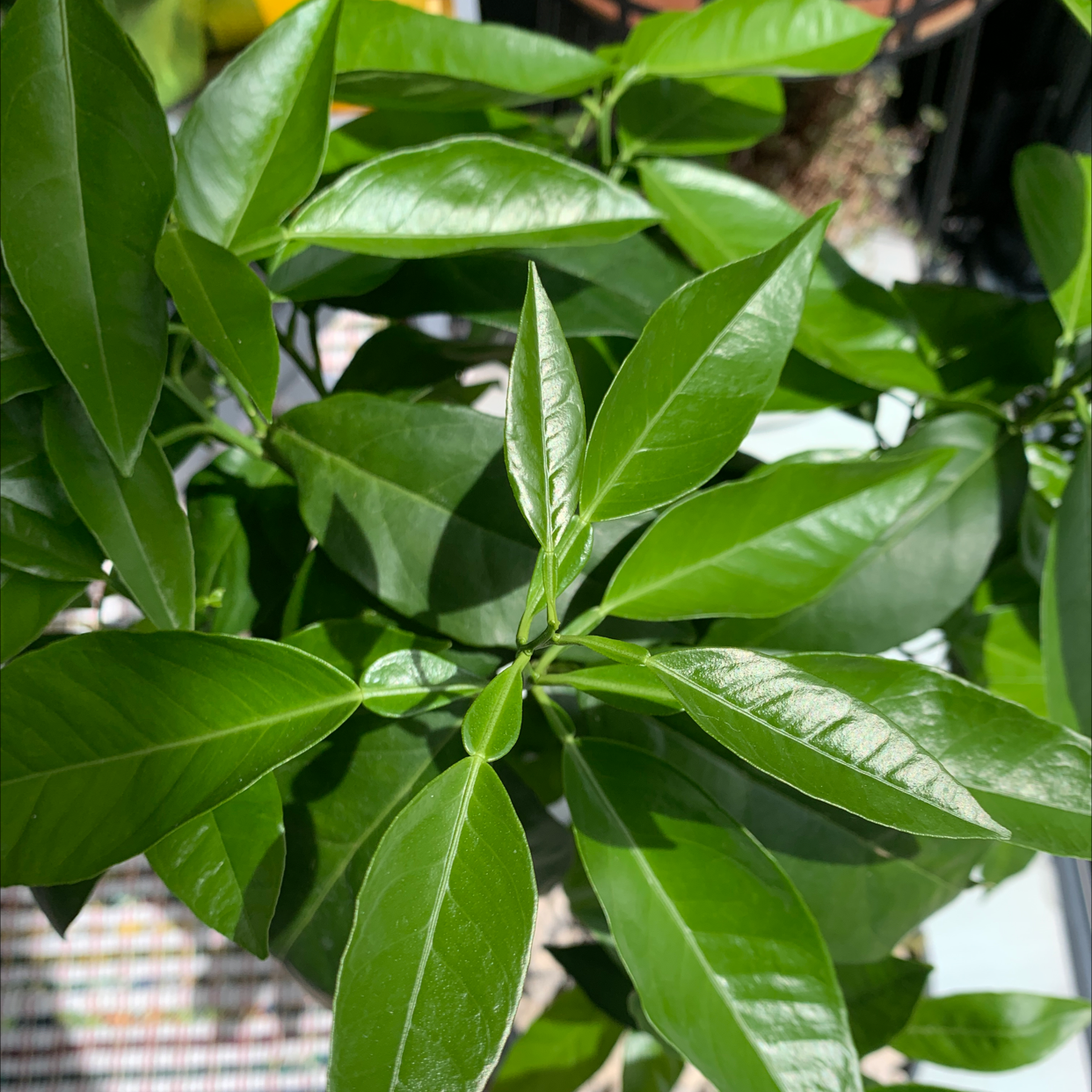 Healthy Cherry Laurel plant with vibrant green leaves.