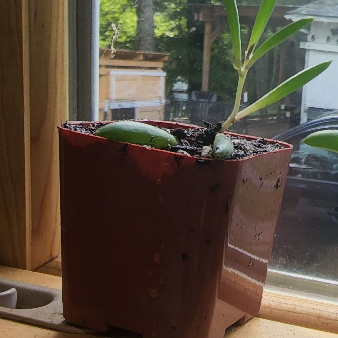 Potted String of Rubies plant on a windowsill with visible soil.