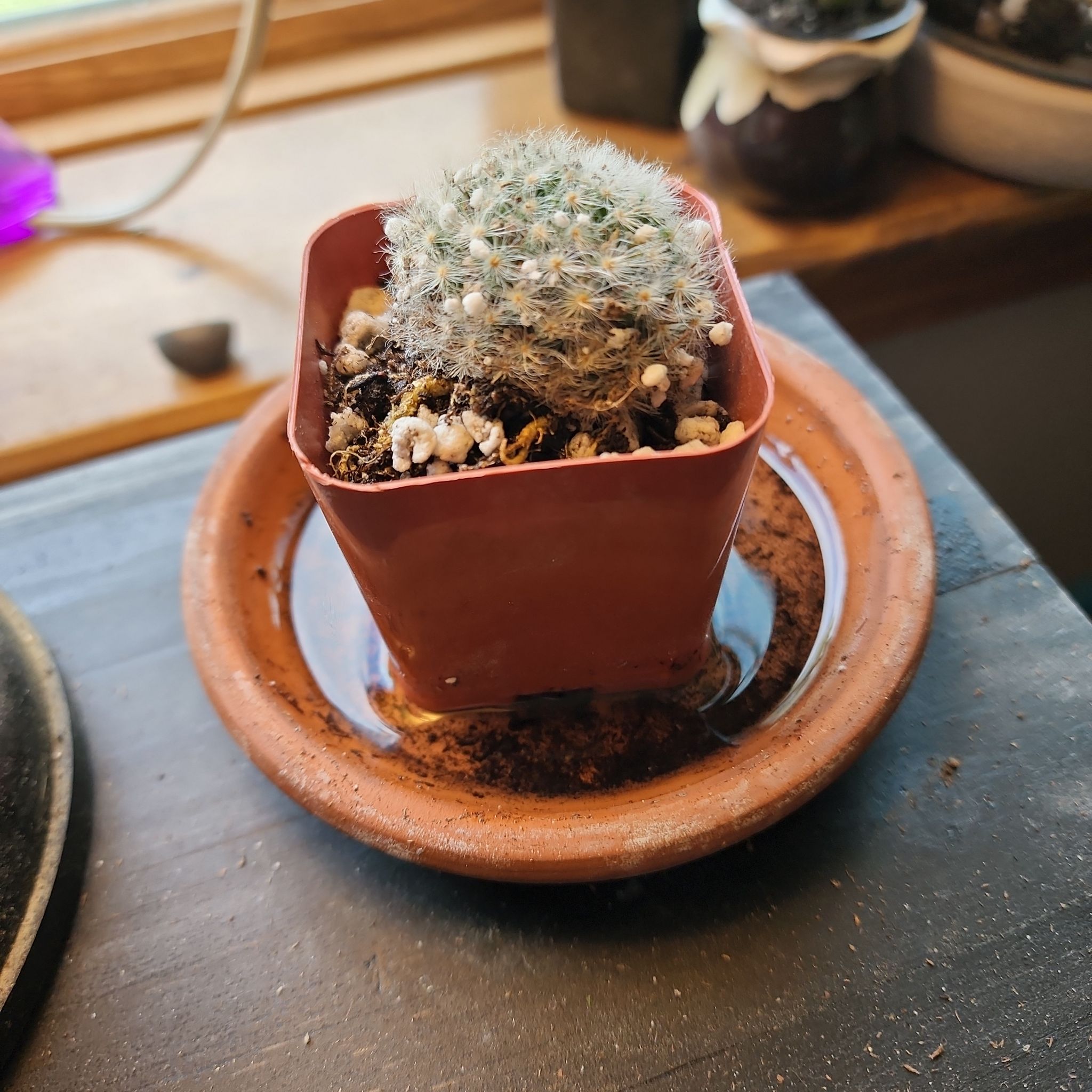 Powder Puff Cactus in a red pot on a terracotta saucer, healthy and well-drained soil.