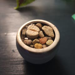 Lithops Army Sgt