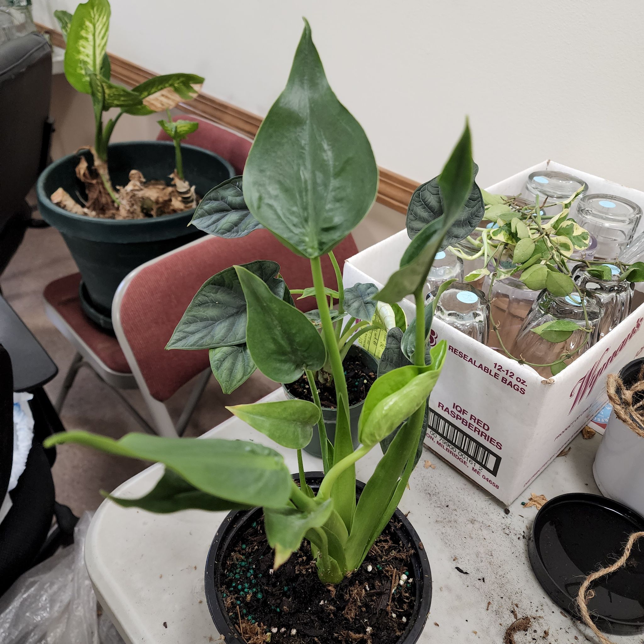 Potted Tiny Dancer plant with healthy green leaves, visible soil, and multiple plants in the background.
