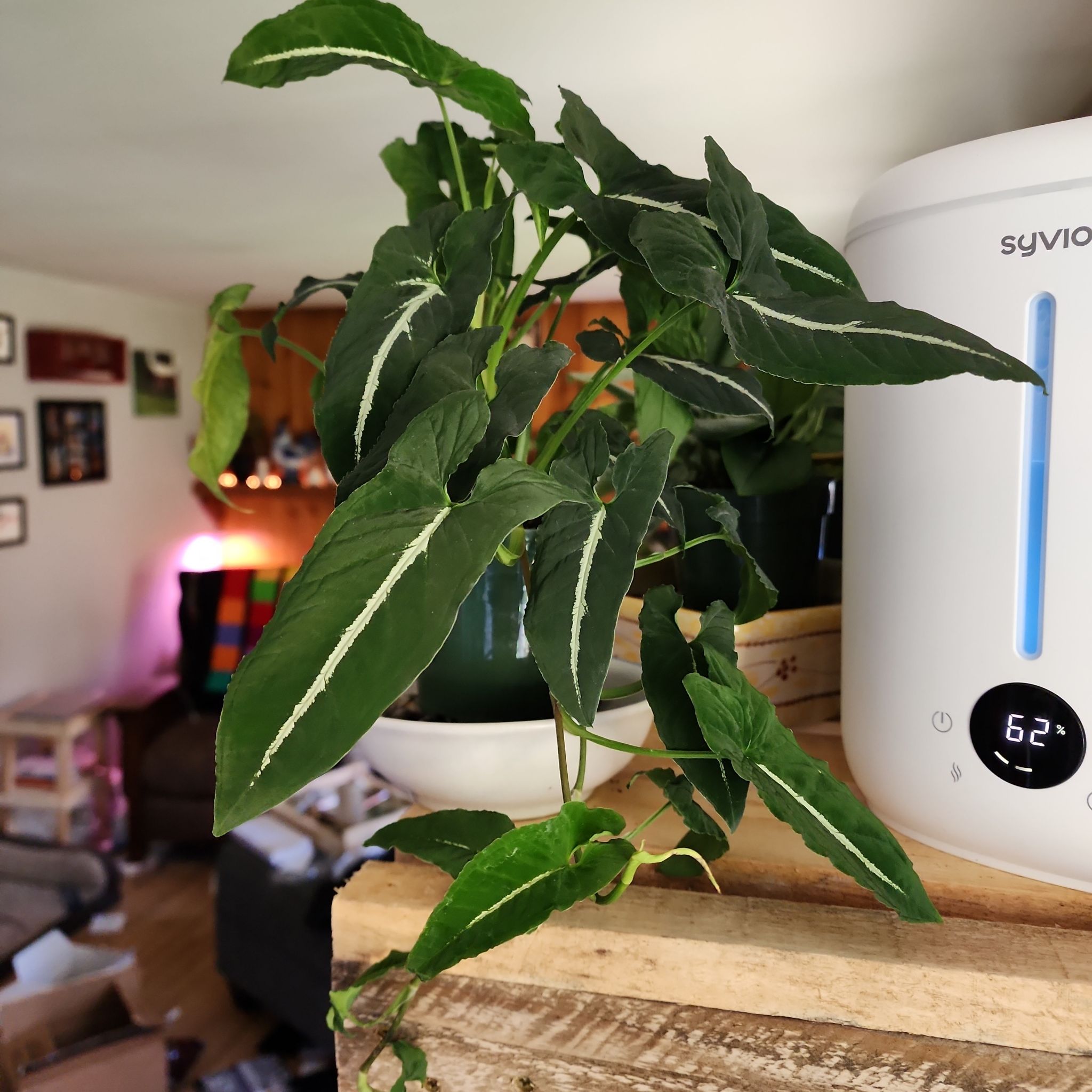 Syngonium wendlandii plant with vibrant green leaves and white veins next to a humidifier.