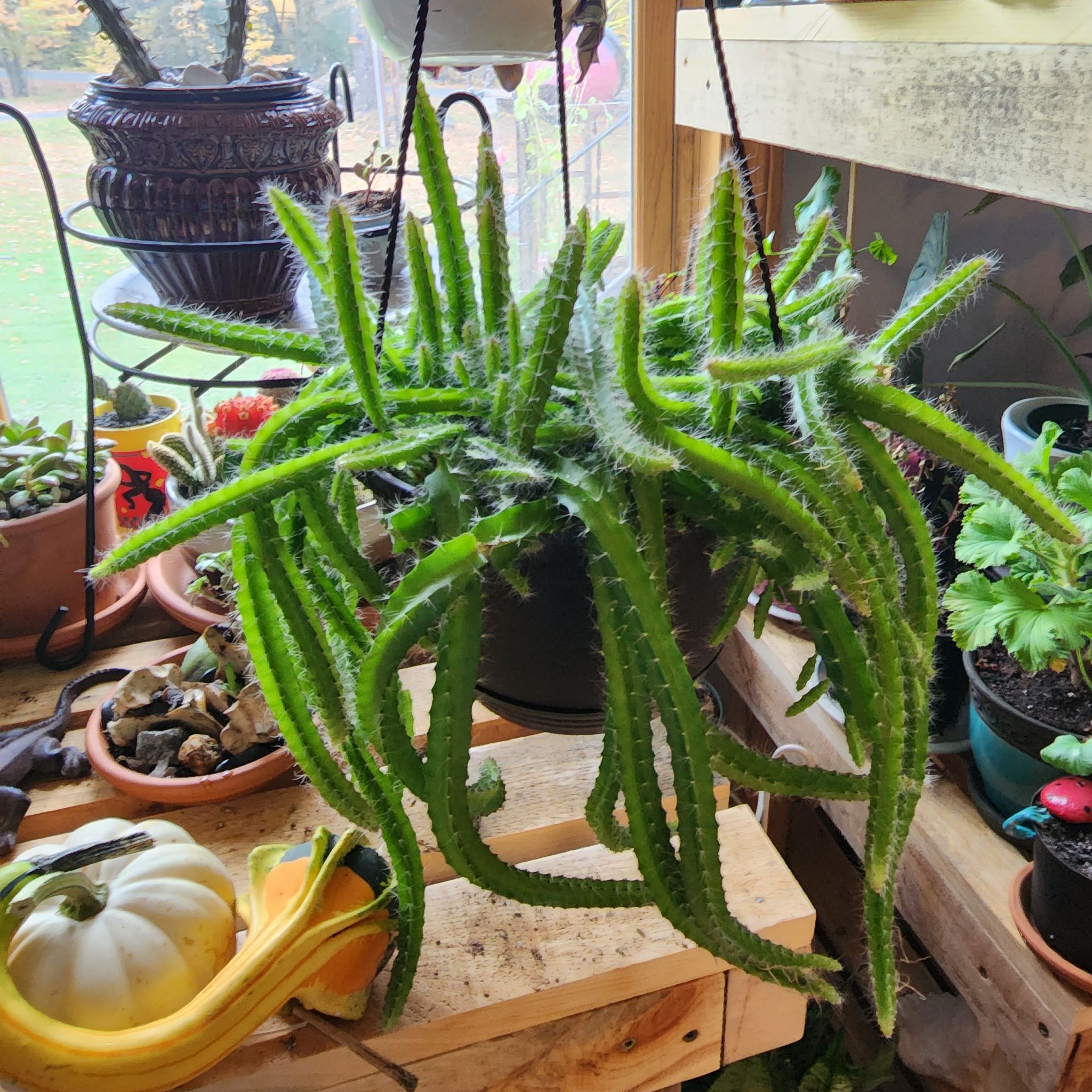 Photo of the plant species Queen of the Night by @PlantEsteem named Bob Marley on Greg, the plant care app