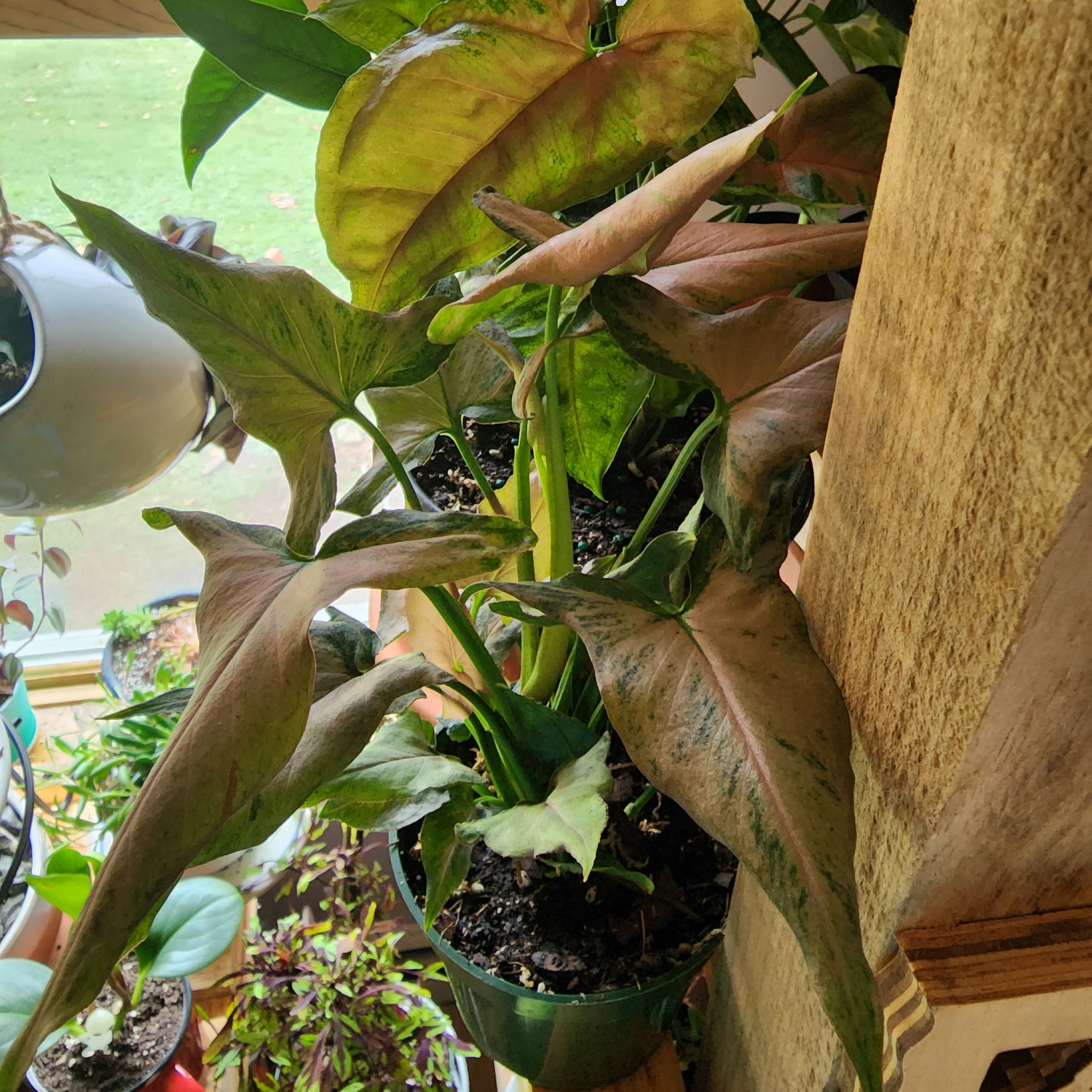 Photo of the plant species Mickey Arrowhead Plant by @PlantEsteem named Hey Mickey 🎵 🎶 on Greg, the plant care app
