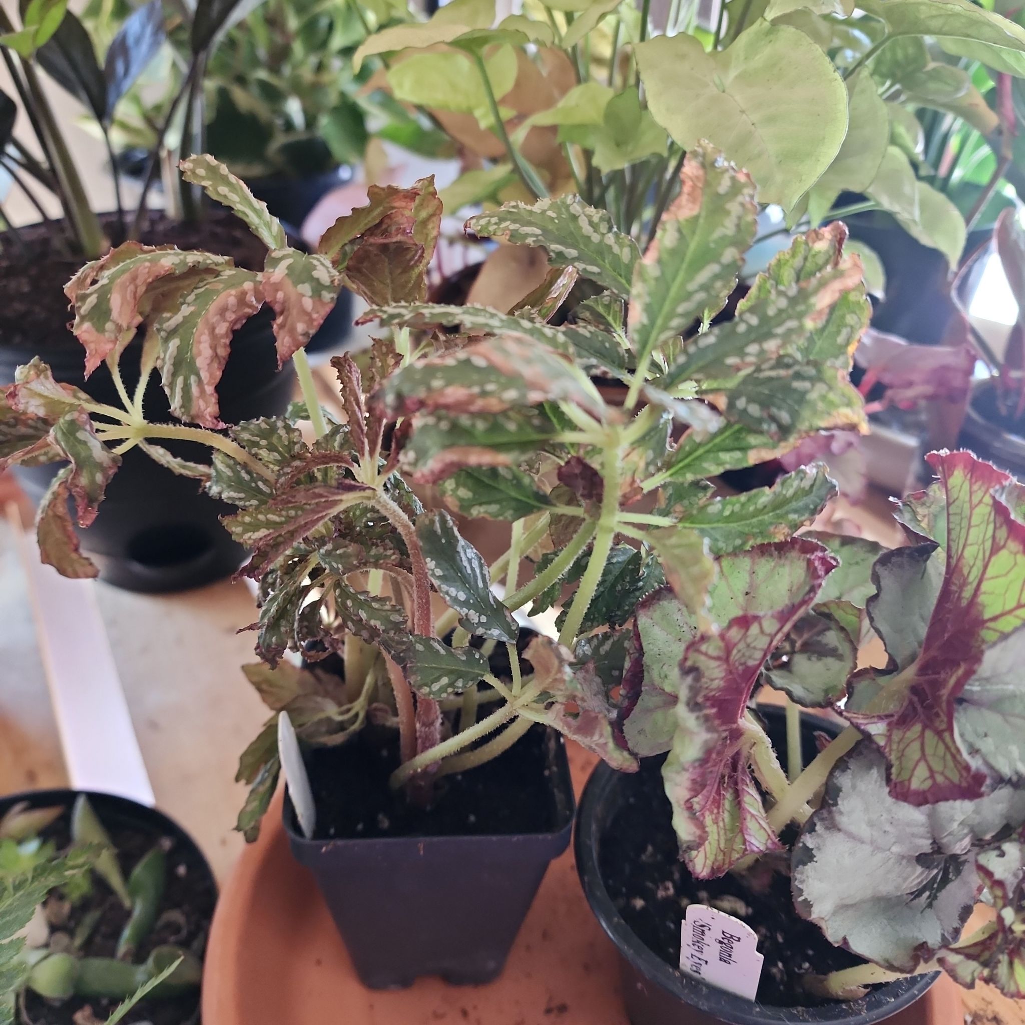 Photo of the plant species Begonia hemsleyana by @PlantEsteem named Sleyana on Greg, the plant care app