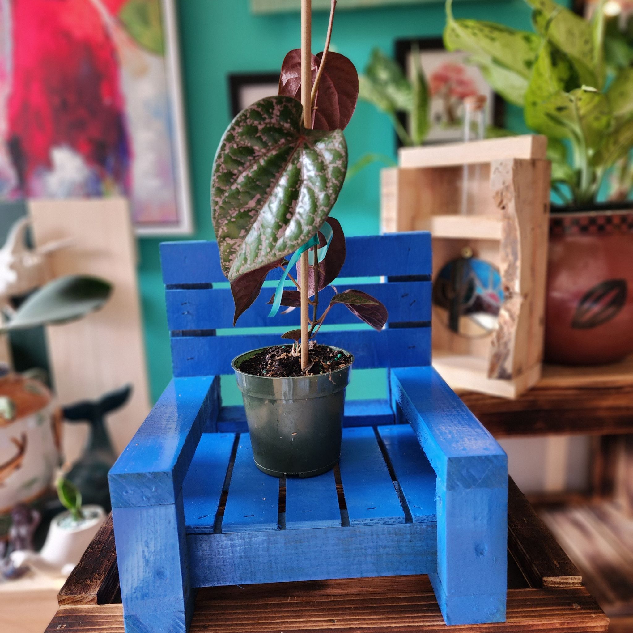 Red Betel plant in a pot on a blue wooden chair, with other plants and decor in the background.