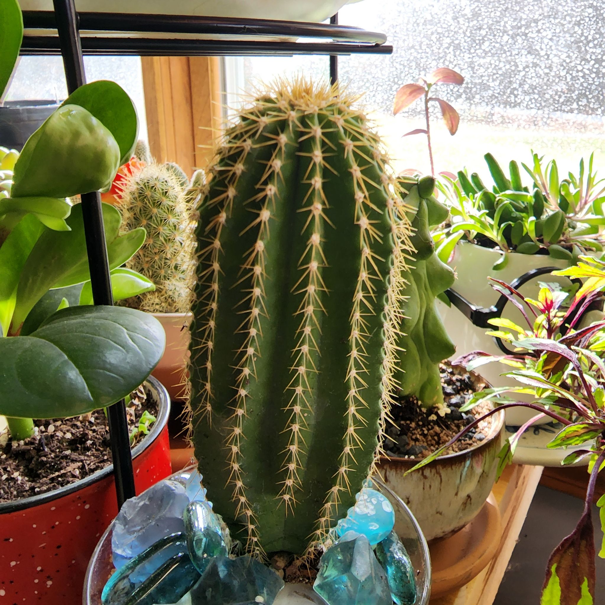 Photo of the plant species Crested Cone Cactus by @PlantEsteem named BuxBau on Greg, the plant care app