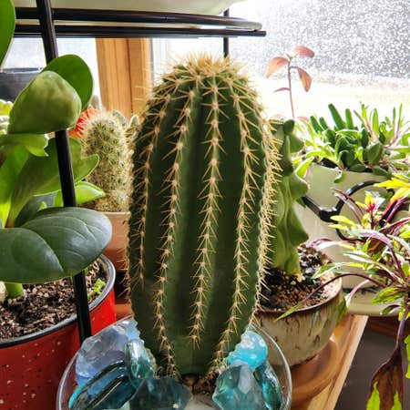Photo of the plant species Crested Cone Cactus by @PlantEsteem named BuxBau on Greg, the plant care app