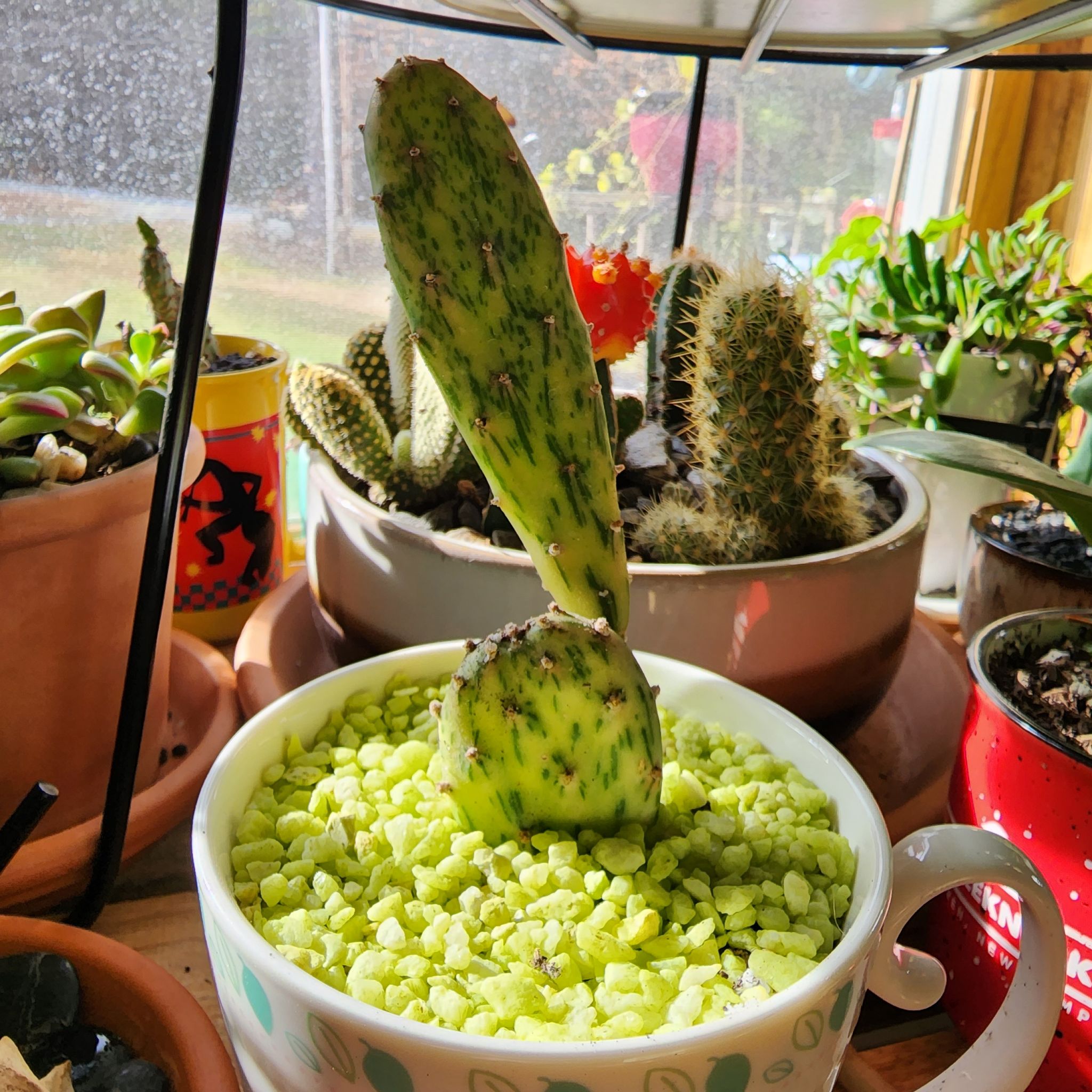 Sunburst Prickly Pear cactus in a pot with green gravel, surrounded by other potted plants.