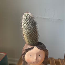 Pott's nipple-cactus plant