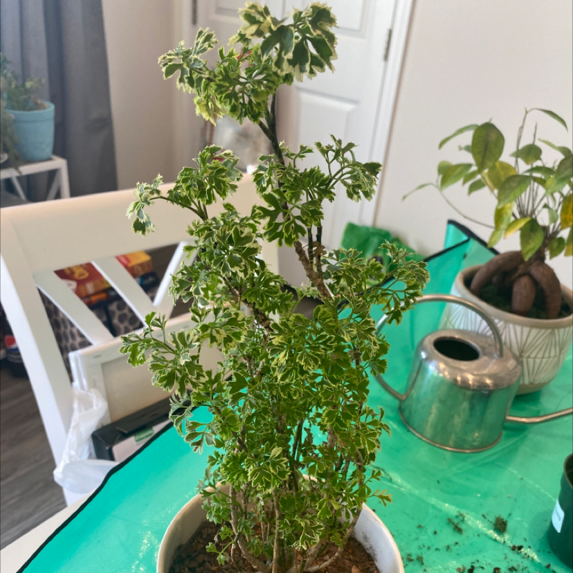Ming Aralia plant in a white pot on a green surface, with some yellowing leaves.