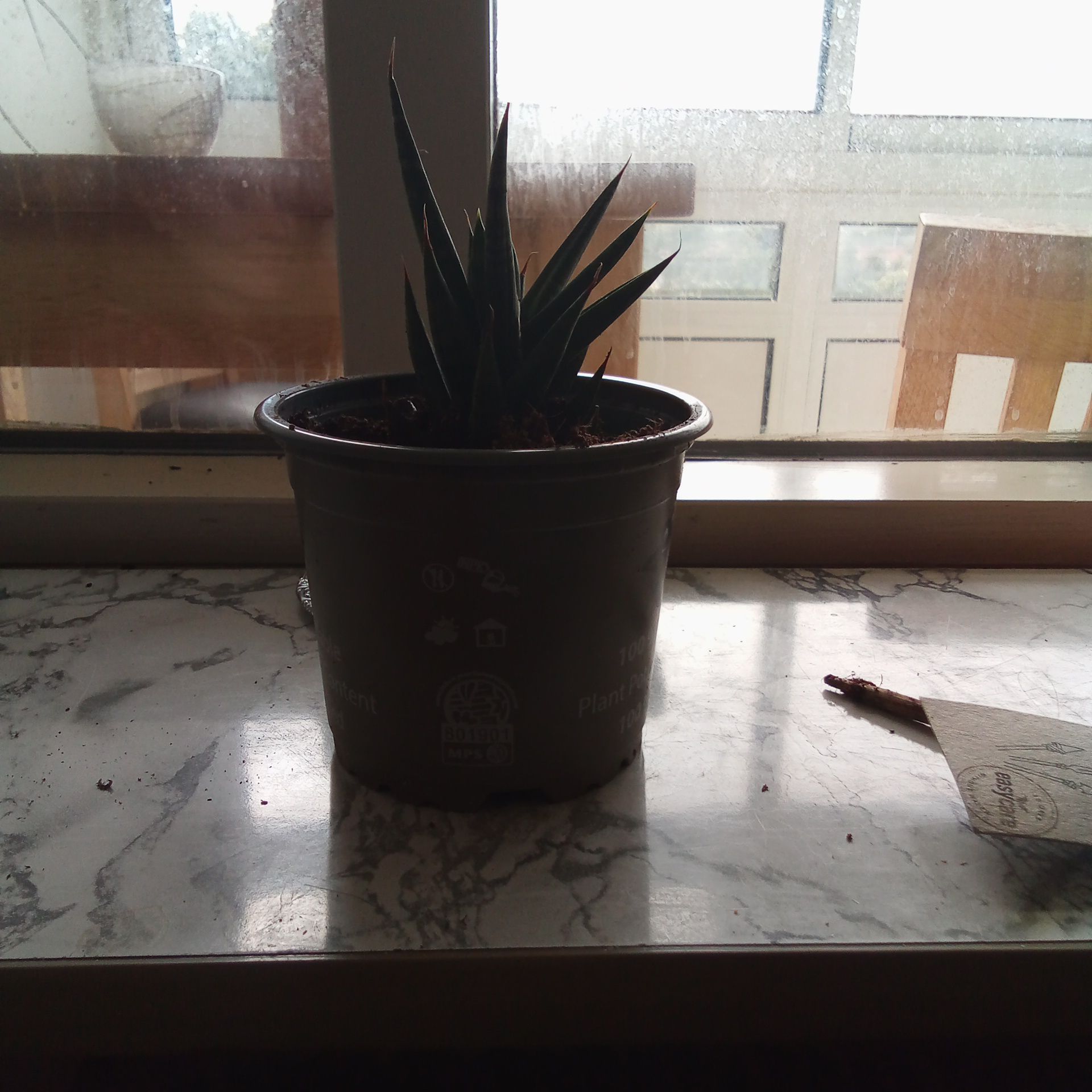 Potted Sansevieria francisii plant on a windowsill with dim lighting.