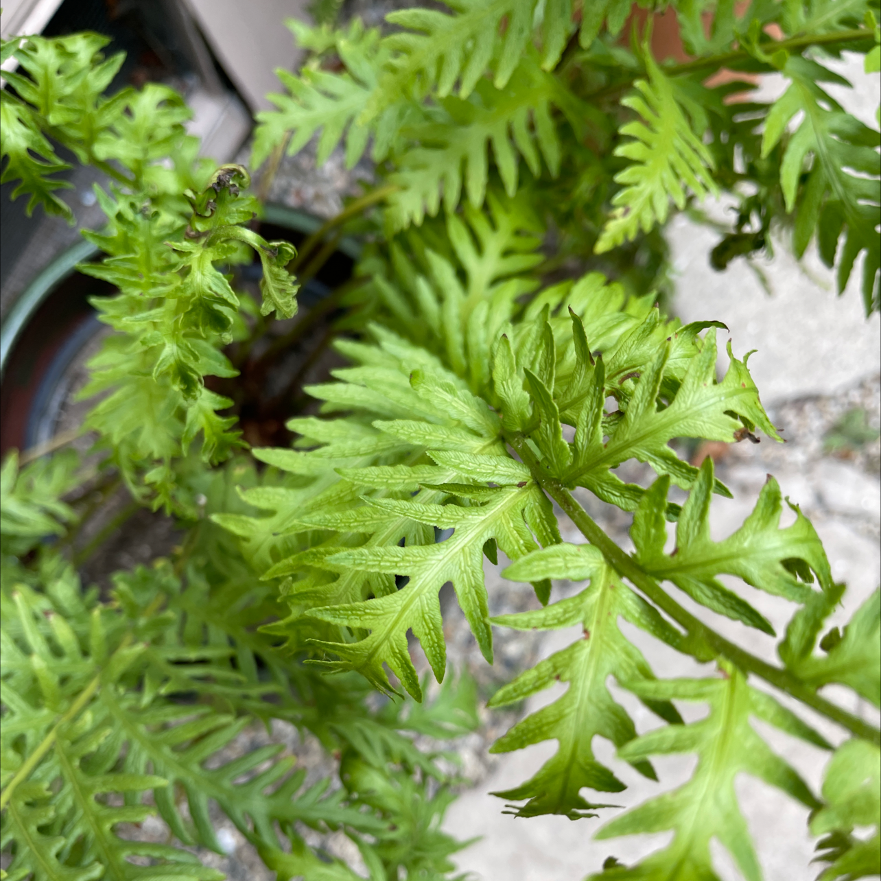 Photo of the plant species Giant Chainfern by @ZealDracopis named Fern 1 on Greg, the plant care app