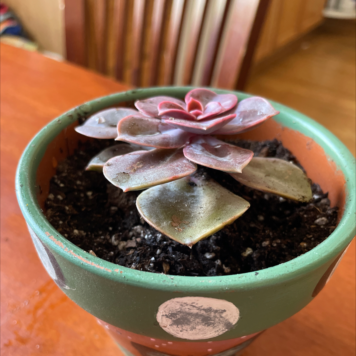 Photo of the plant species Echeveria 'Perle von Nurnberg' by @pleiadesblanket named Smeagol on Greg, the plant care app
