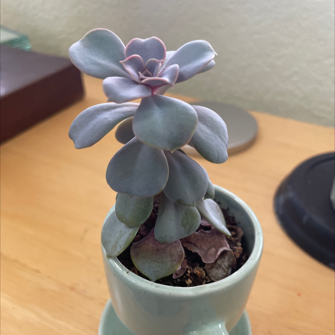 Potted Echeveria 'Perle von Nurnberg' succulent on a wooden surface.