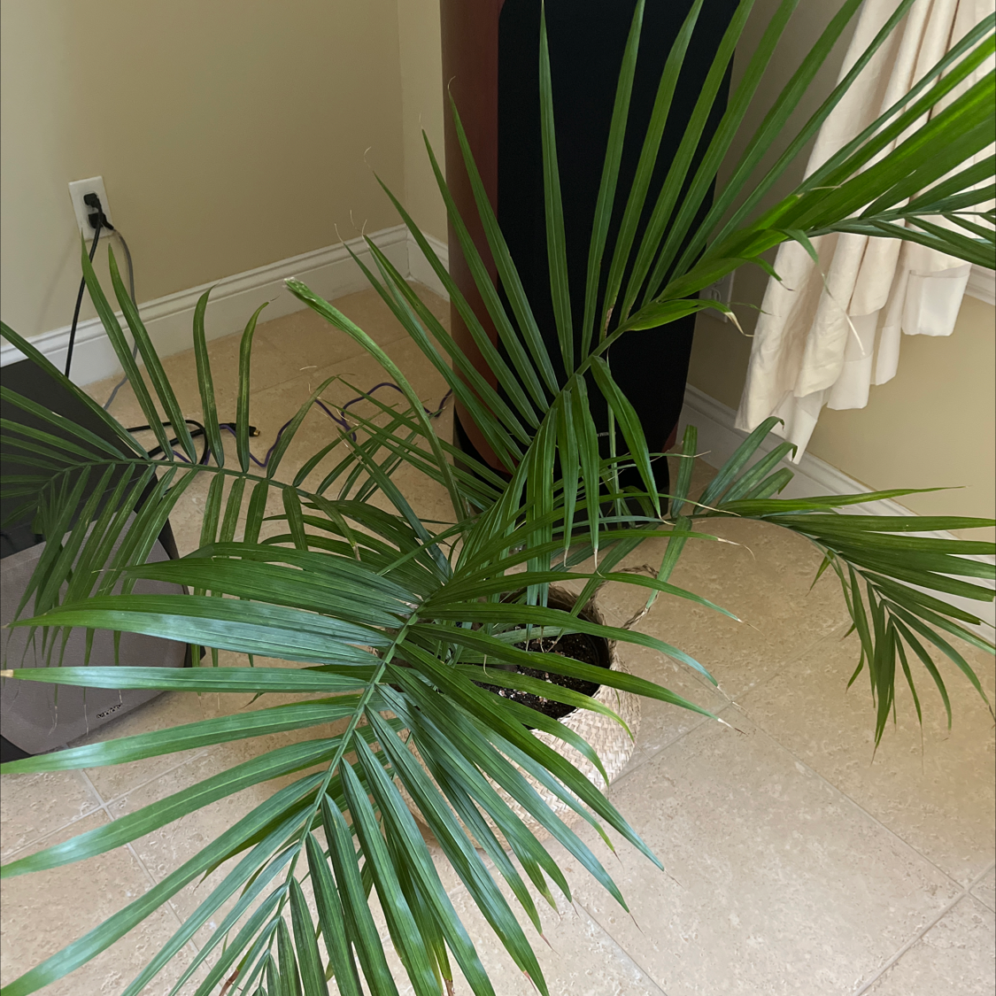 Canary Island Date Palm with long green fronds indoors on a tiled floor.