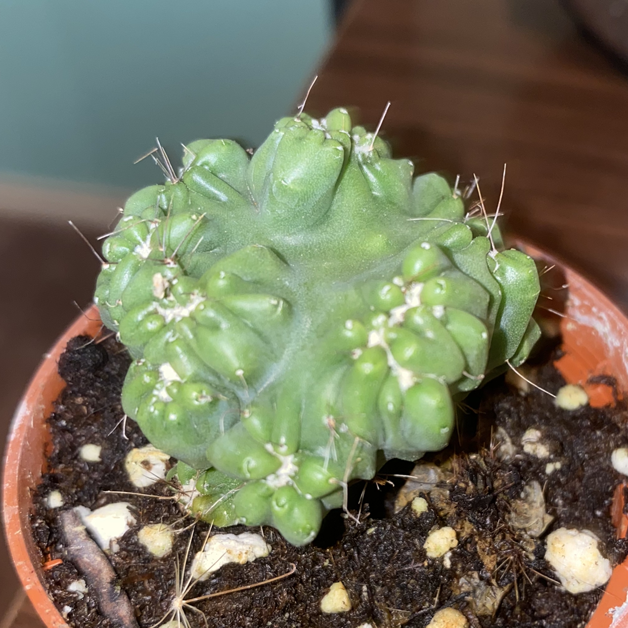 Gymnocalycium stenopleurum cactus in a small pot with visible soil.