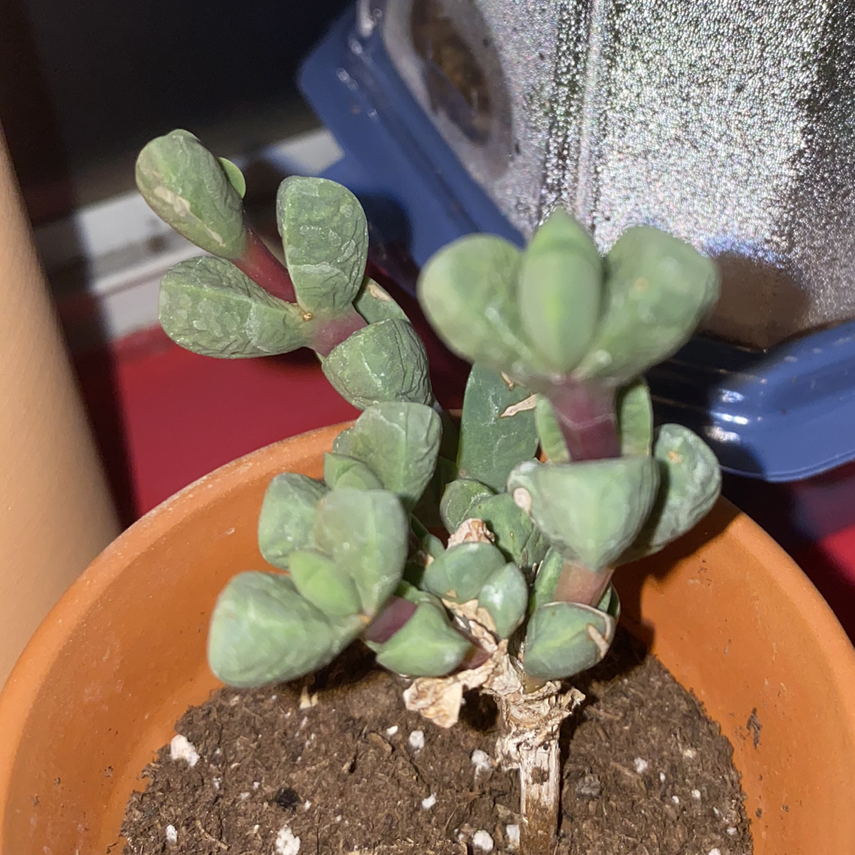 Beads Lampranthus succulent in a small pot with visible soil.
