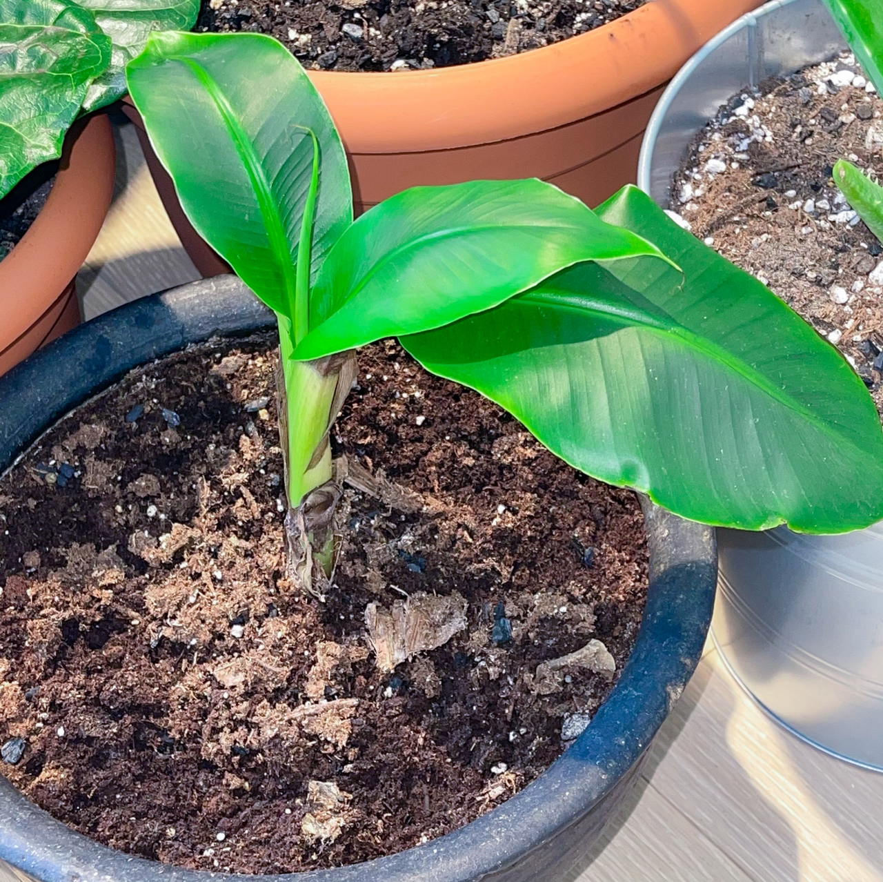 Healthy Dwarf Banana plant in a pot with visible soil and vibrant green leaves.