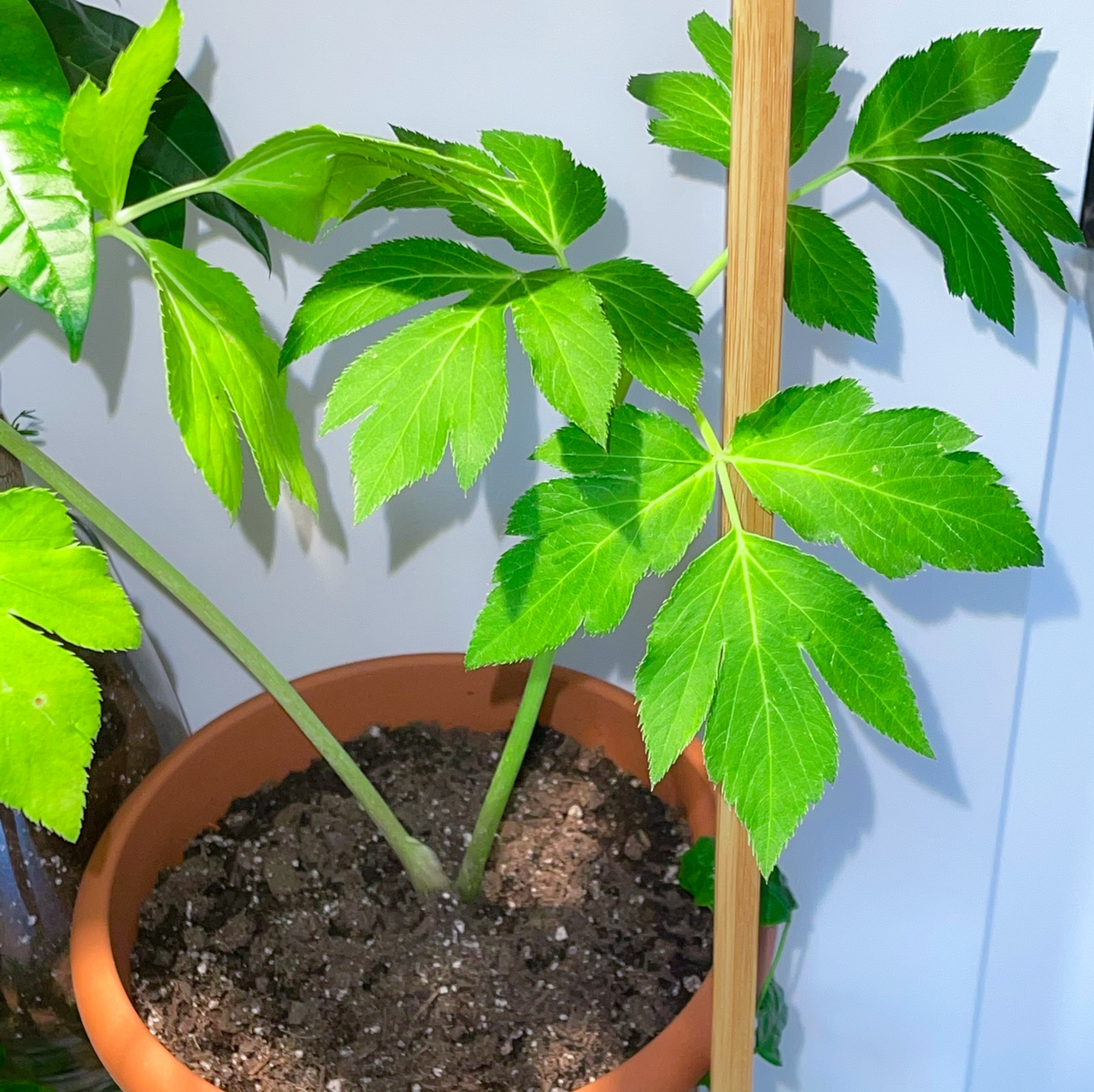 Photo of the plant species Ashitaba 'Tomorrow's Leaf' by @sofiehalili named dank on Greg, the plant care app
