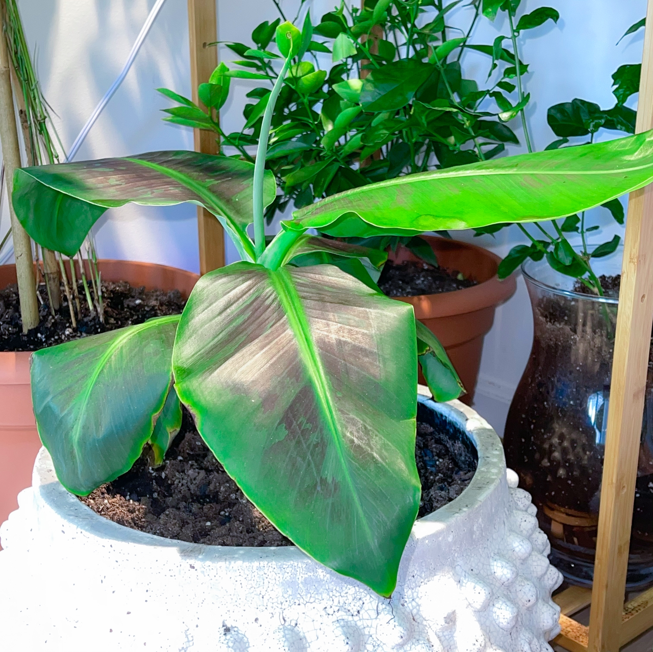 Dwarf Banana plant in a white pot with some leaf discoloration, surrounded by other potted plants.