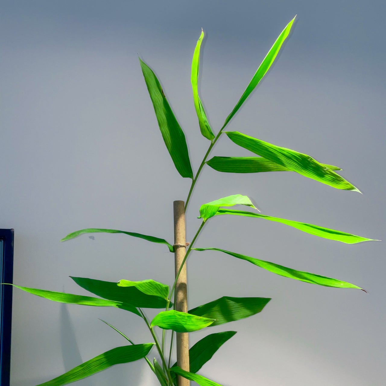 Photo of the plant species Calcutta Bamboo by @sofiehalili named victoria justice on Greg, the plant care app
