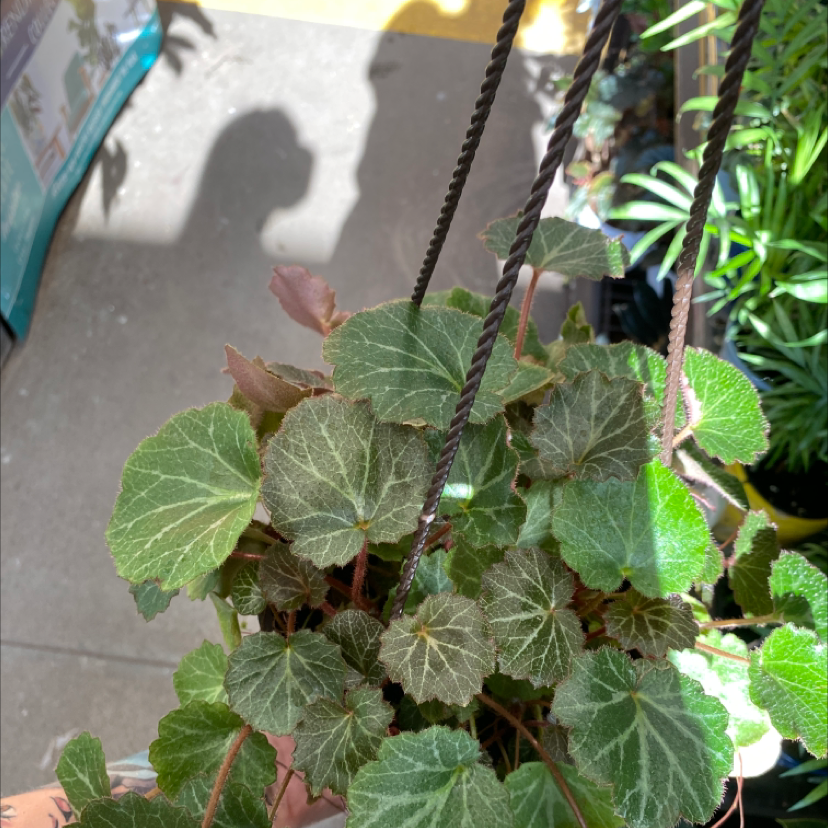 Strawberry Begonia plant in a hanging pot with healthy leaves and minor browning at the edges.