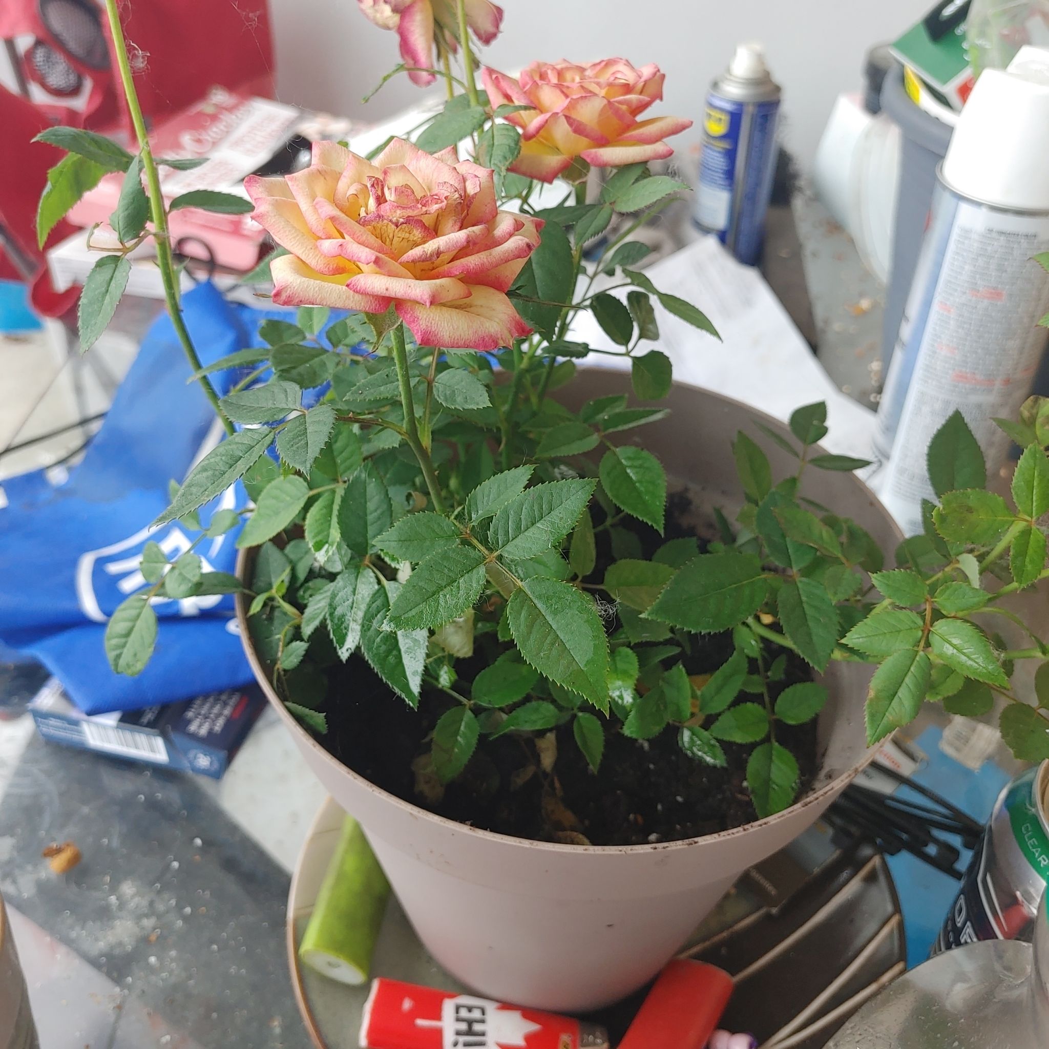 Potted Alpine Rose with pink flowers and green leaves, background cluttered with objects.