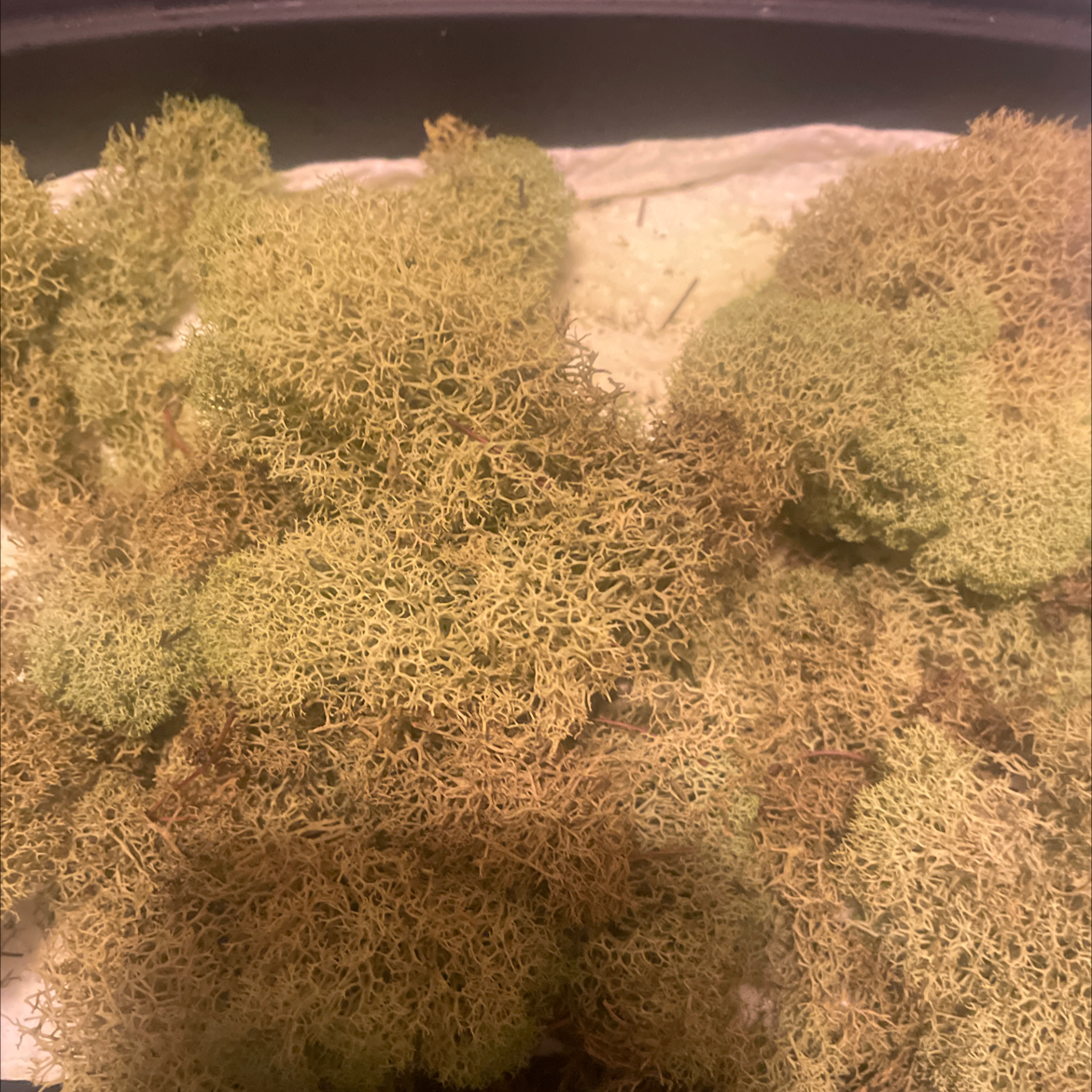 Photo of the plant species Wolf lichen by @HardyAnahaw named Your plant on Greg, the plant care app