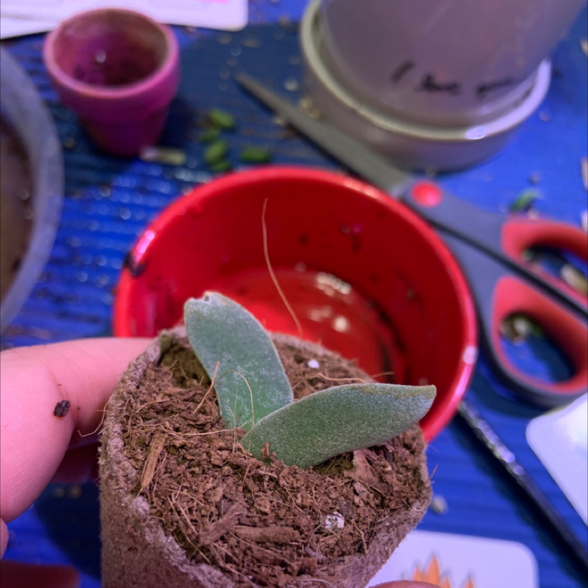 Propeller Plant in a pot with visible soil, surrounded by gardening tools.