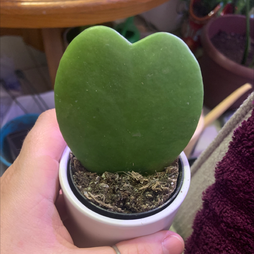 Sweetheart Hoya plant in a small pot held by a hand, with visible soil.