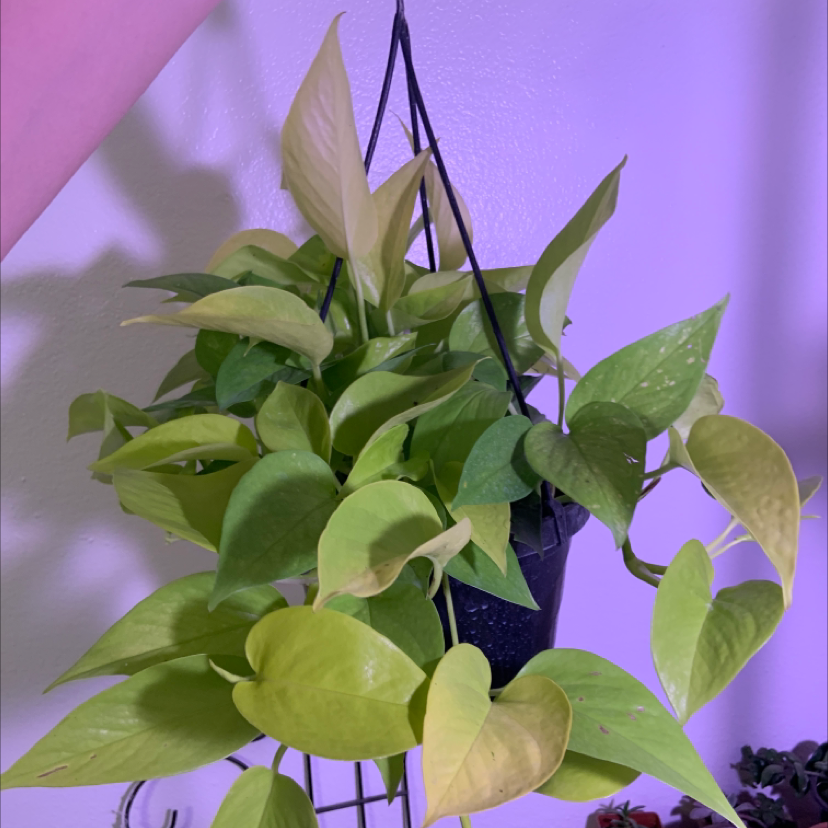 Neon Pothos plant in a hanging pot with some yellowing leaves under artificial lighting.