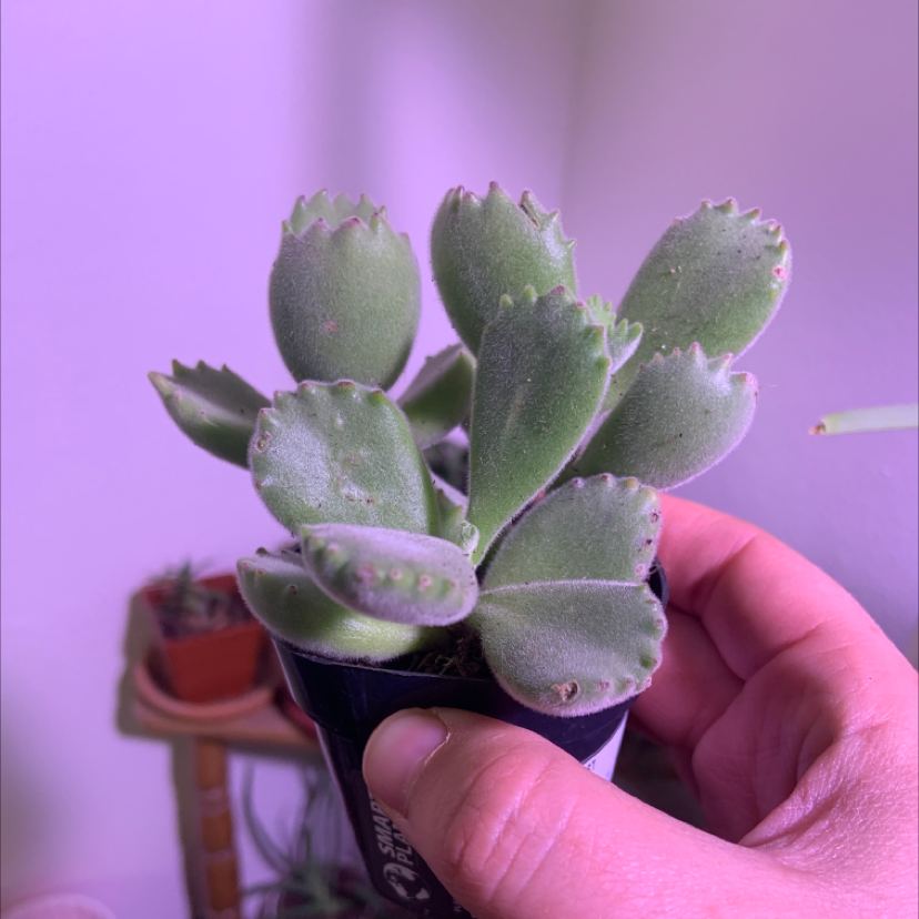 Bear's Paw plant with thick, fuzzy leaves held by a hand.