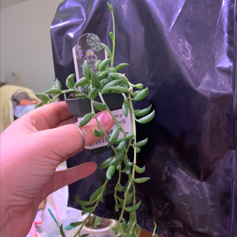 Close-up of a healthy Senecio radicans succulent with plump green banana-shaped leaves on long trailing stems. A hand holds a label in front.