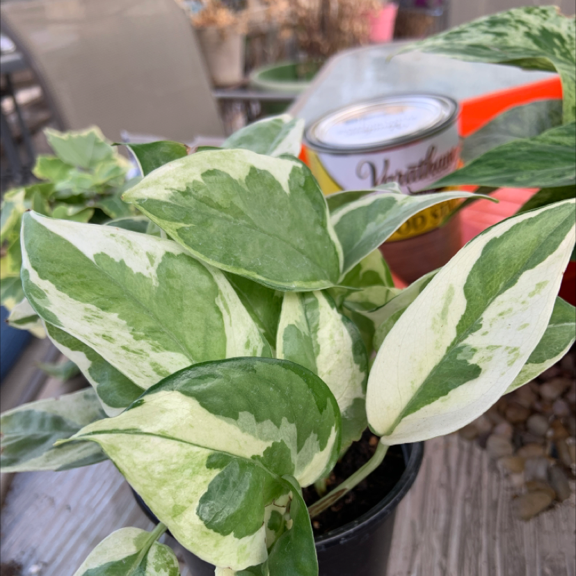 Pearls and Jade Pothos plant with variegated green and white leaves in a pot.