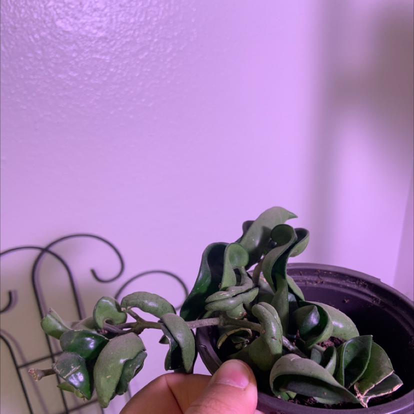 Close-up of a healthy, small potted waxplant with wavy green leaves, held in a hand against a pink background.