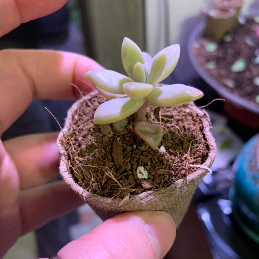 A healthy Ghost Plant succulent in a small pot held by human hands.