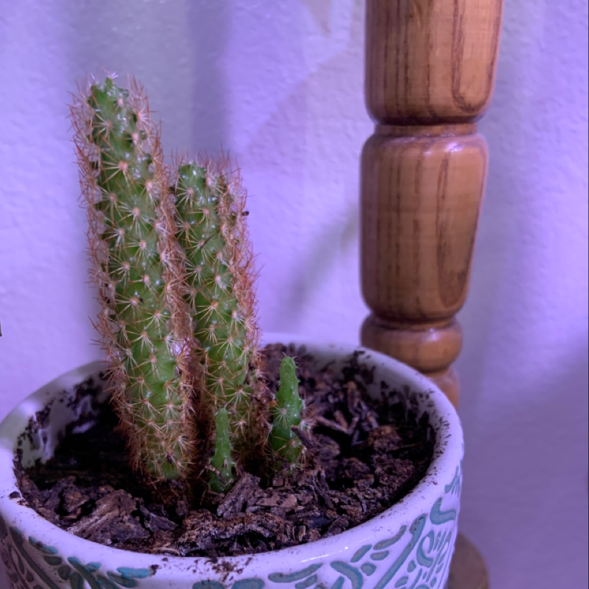 Lady Finger Cactus in a decorative pot with visible soil, appears healthy.